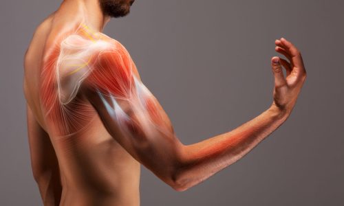 Man with extended arm. Illustrated representation of the structure and musculature of the human arm. Man with extended arm. Illustrated representation of the structure and musculature of the human arm.